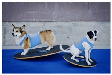 wobble board for dogs