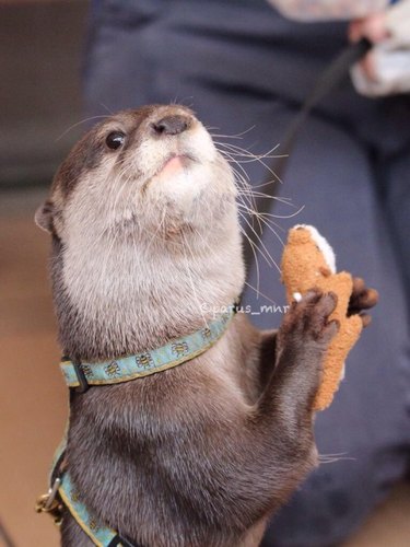 dramatic otter will not share toy