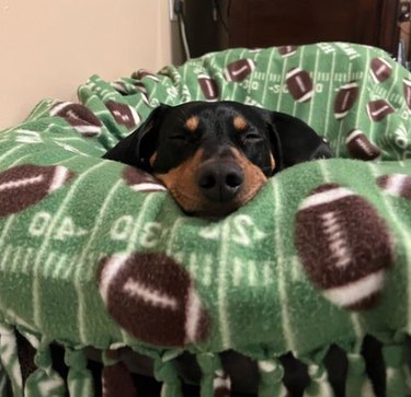 Small dog with floppy ears asleep in a football-patterned blanket.