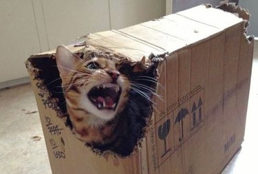 cat in a box