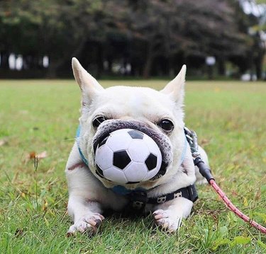 A French bulldog laying on the grass with a small soccer ball stuffed in their mouth, and all you can see are their lips - no nose.