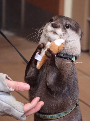 dramatic otter will not share toy