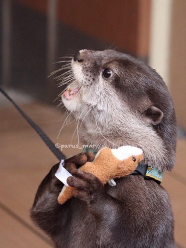 dramatic otter will not share toy