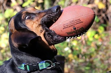 Bloodhound dog from the side with a large football in their mouth.