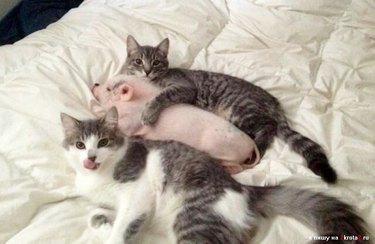 Two cats cuddling a piglet.