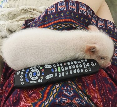 pet pig sits on person's lap next to television remote