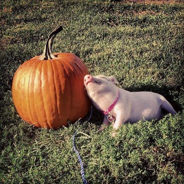 pet pig leaning against pumpkin
