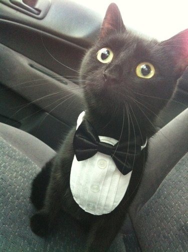 Cat in tuxedo.