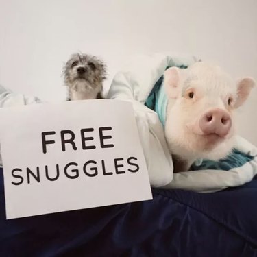 pet pig next to free snuggles sign