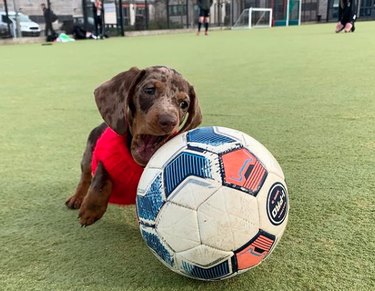 A spotted Dachshund wearing a red shirt, chasing a soccer ball that is larger than them across a grassy field.