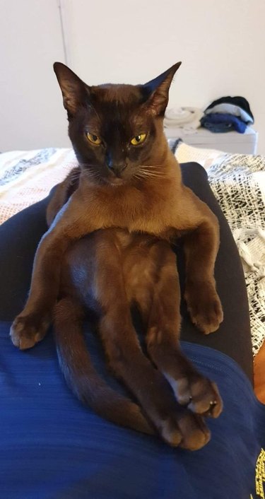 An annoyed cat is sitting awkwardly upright like a human.