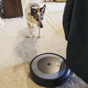 Australian cattle dog staring suspiciously at a roomba.
