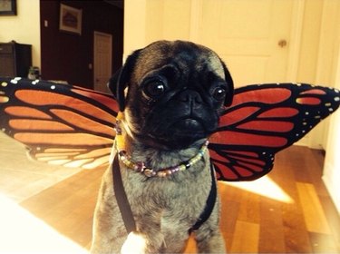 pug dressed up as a butterfly