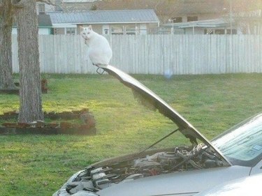 Cat sitting on open hood of car.