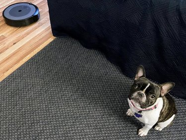French bulldog sitting far away from a roomba.