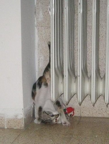 A cat is wedged upside down between a wall and a radiator.