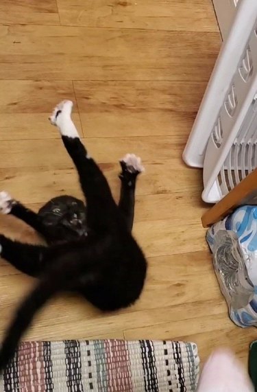 A black cat with white paws is rolling around dramatically with their legs up in all directions.