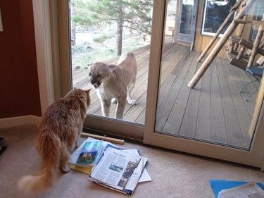 bobcat hisses at cat on other side of door