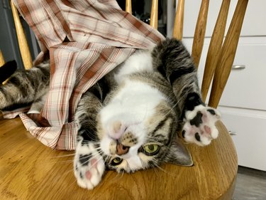 cat twisted in a towel upside down on a chair
