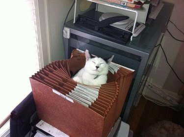 cat sleeps in file folder