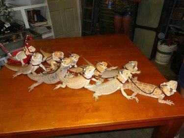 lizards who think they are Santa's reindeer