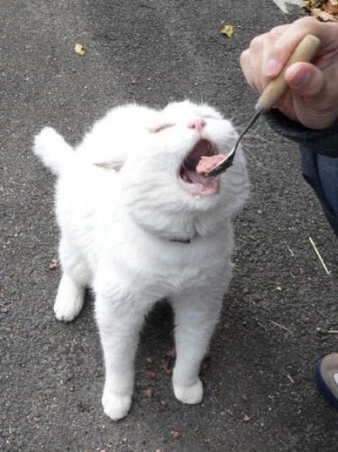 cat being fed
