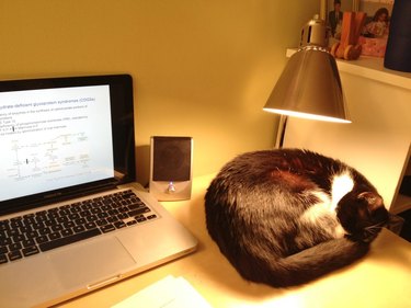 cat sleeping under lamp next to laptop