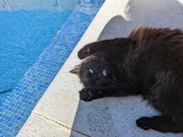 A black cat is raising their paws and making a tongue blep while lounging in the sun by a swimming pool.
