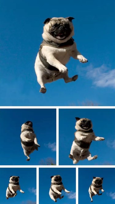 Pug jumping on trampoline