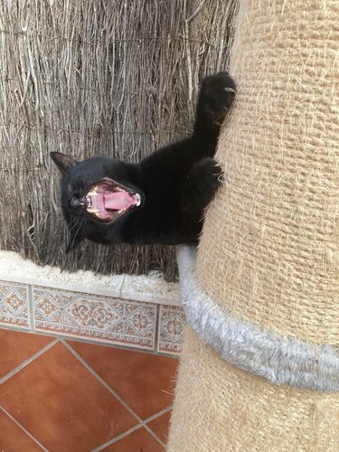 A black cat does a big yawn while scratching an outdoor cat tree.