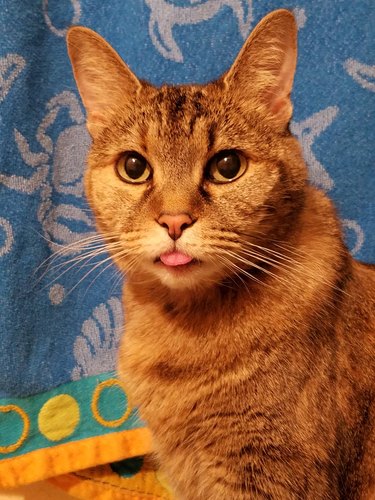 An orange cat is sticking their tongue out and looking at the camera.