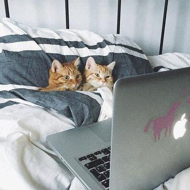 Two cats cuddling in bed with a laptop.