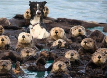 dog hanging with otters
