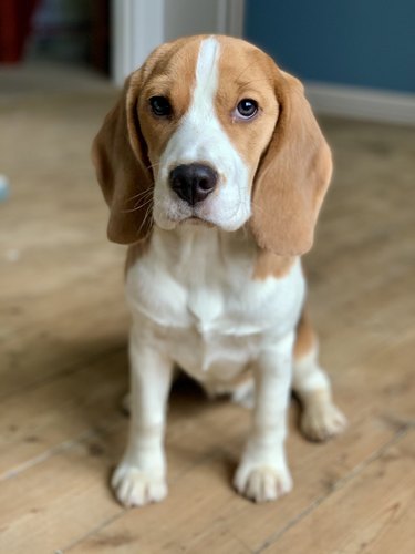 beagle poses for camera