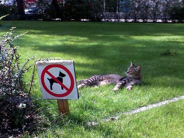 Cat lounging on a lawn next to a sign banning dogs