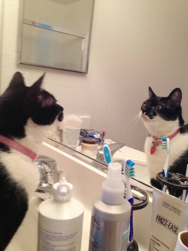 cat stares at reflection in mirror and gives pep talk