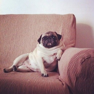 pug sitting on couch