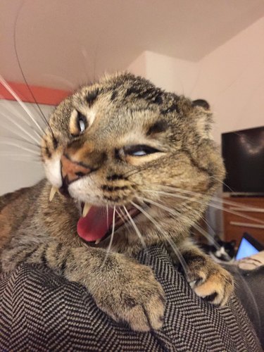 cat yawn screaming
