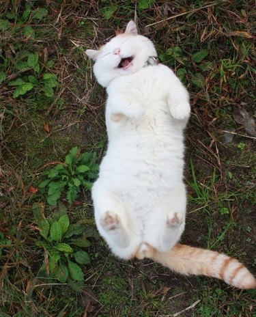 cat reacting happily to being fed