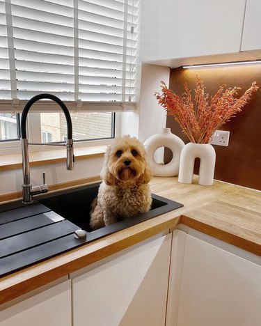 dog hanging in sink like a cat