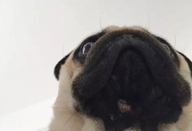 pug opens front camera of phone by accident