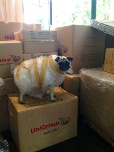 pug dog wrapped in bubblewrap