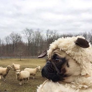 pug in sheep's clothing