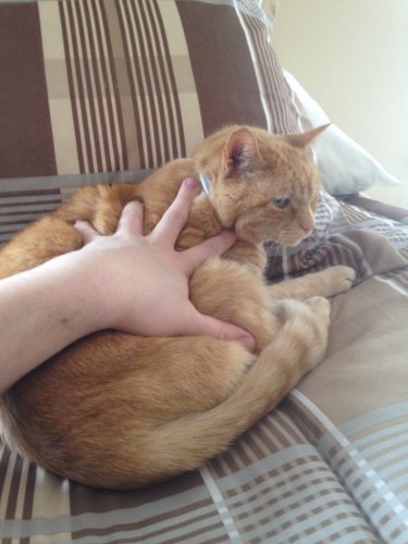 person feels compelled to pet sleeping cat