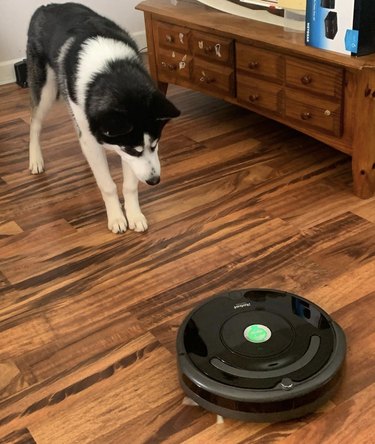 Husky staring curiously at a roomba.
