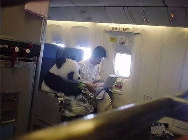 panda on airplane