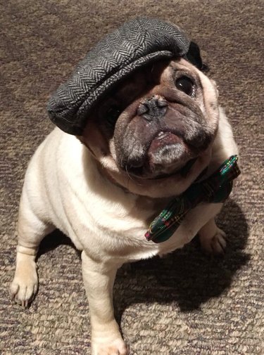 pug in hat posing for camera