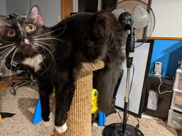 cat with legs leaning off scratching tower