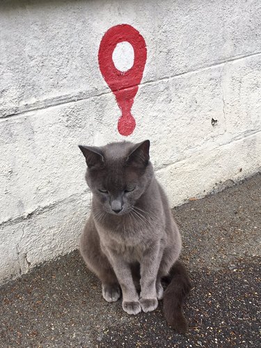 cat photographed under a real world location icon