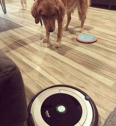 Golden retriever staring at a roomba apprehensively.